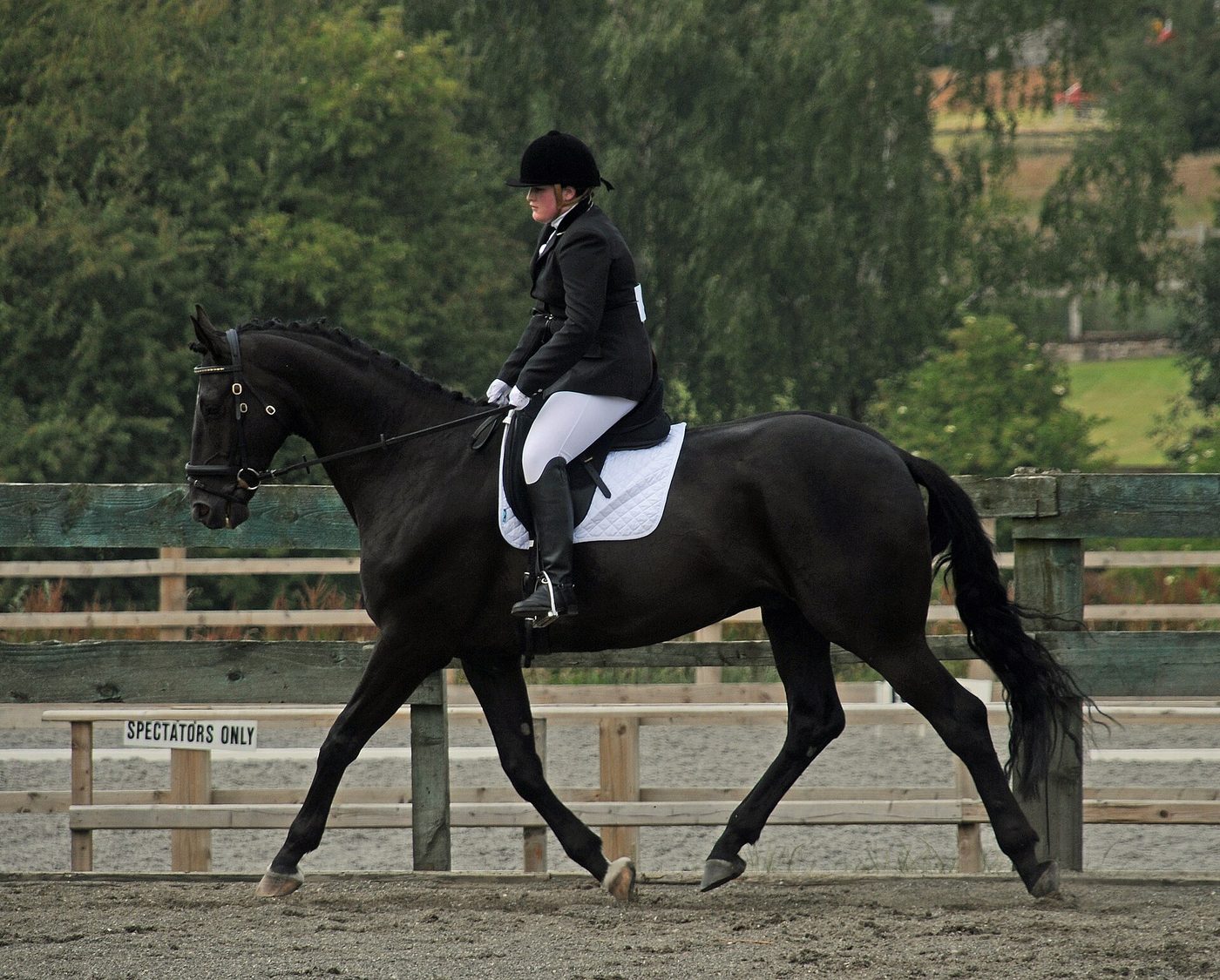 Un test de dressage expliqué : ce que le juge note dans chaque case