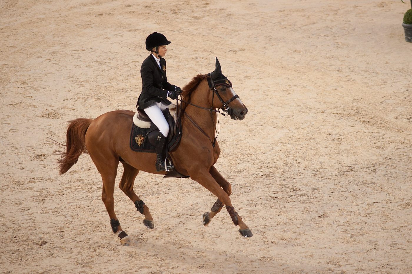 Progresser dans les compétitions équestres françaises : du club au niveau pro