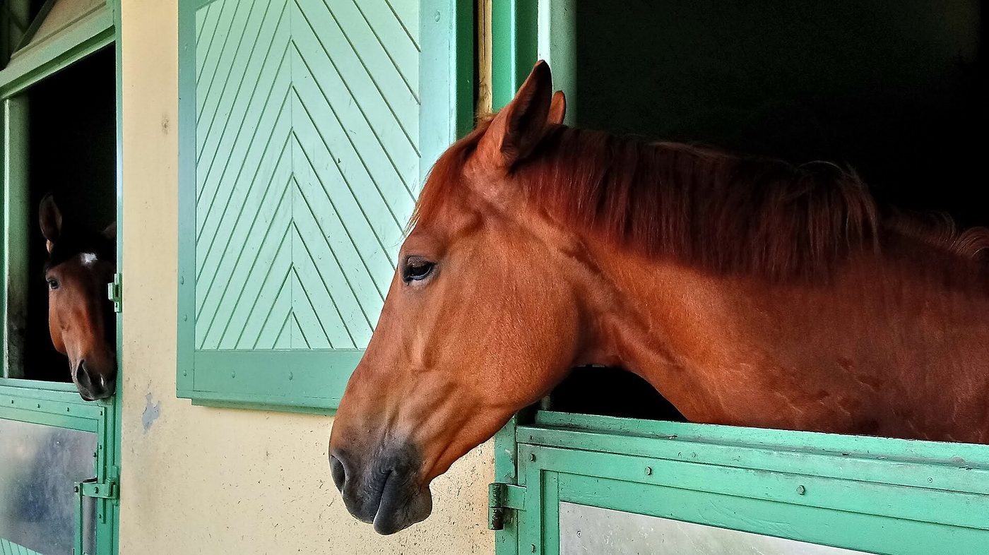 Selle Français, Anglo-Arabe, Trotteur Français : Les races que la France a construites