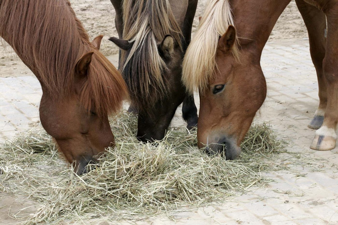 Les Bases de l'Alimentation du Cheval de Sport