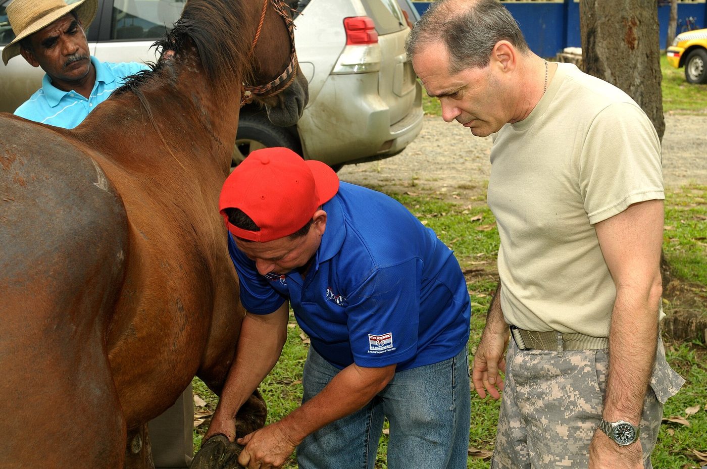 Boiterie chez les chevaux : comment les vétérinaires localisent la douleur